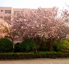 地稅宿舍這邊風(fēng)景獨好